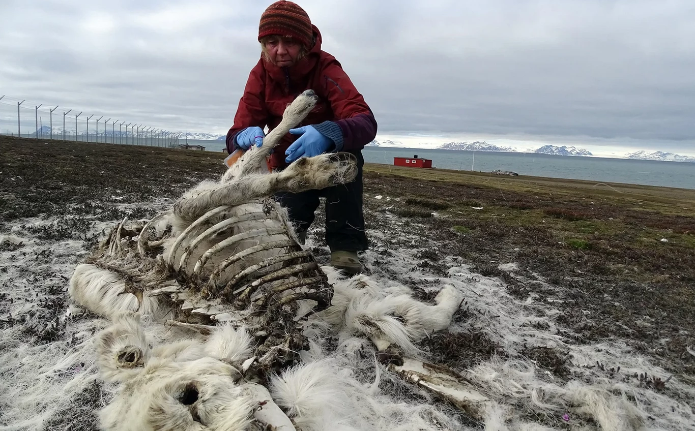 Renifery umierają na Svalbardzie /Fot. Elin Vinje Jenssen/Norsk Polarinstitutt Renifery umierają na Svalbardzie /Fot. Elin Vinje Jenssen/Norsk Polarinstitutt