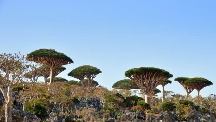 Sokotra to niezwykła wyspa, na którą trudno się dostać 