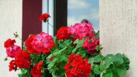 Domowy nawóz do pelargonii ze skorupek jajek polepszy ich kwitnienie. 