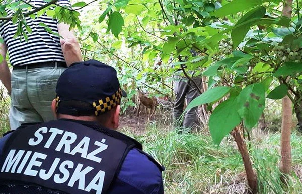 Mały jelonek wpadł w sidła