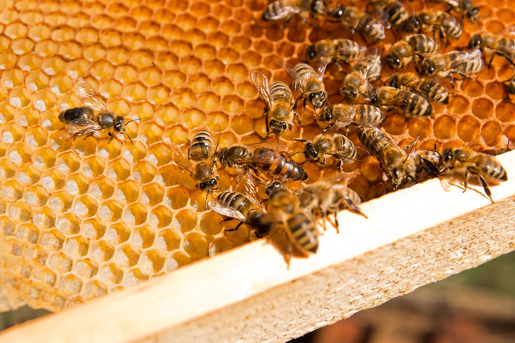 Znaczenie pszczół dla bioróżnorodności, a co za tym idzie - dla ludzkości, jest ogromne