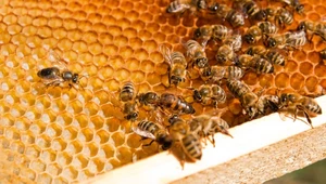8 sierpnia - Wielki Dzień Pszczół