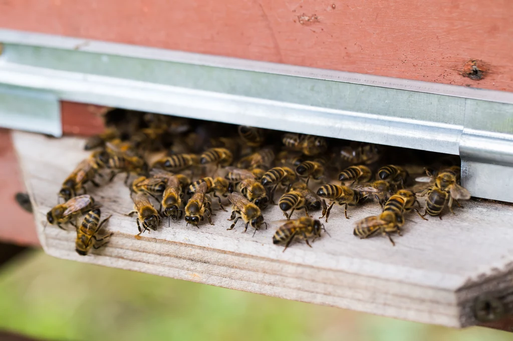 Gdzie pszczoły spędzają zimę?