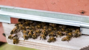 Gdzie zimą podziały się pszczoły? Odpowiedź może zaskakiwać