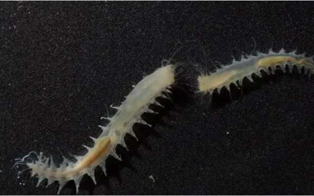 Leocratides kimuraorum Leocratides kimuraorum