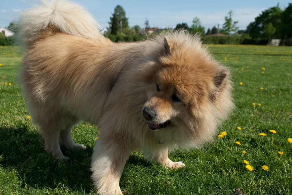 Podobnie jak Samojed, Eurasier nie należy do małych psów. Jednak jego charakter sprawia, że mimo sporych rozmiarów będzie idealnym towarzyszem rodziny. Nie powinno się zamykać go w kojcu, bo Eurasier uwielbia towarzystwo i swobodę ruchu. Pies będzie doskonałym towarzyszem dla osób aktywnych i rodzin z dziećmi. Podobnie jak Samojed, Eurasier nie należy do małych psów. Jednak jego charakter sprawia, że mimo sporych rozmiarów będzie idealnym towarzyszem rodziny. Nie powinno się zamykać go w kojcu, bo Eurasier uwielbia towarzystwo i swobodę ruchu. Pies będzie doskonałym towarzyszem dla osób aktywnych i rodzin z dziećmi.