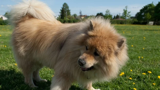 Podobnie jak Samojed, Eurasier nie należy do małych psów. Jednak jego charakter sprawia, że mimo sporych rozmiarów będzie idealnym towarzyszem rodziny. Nie powinno się zamykać go w kojcu, bo Eurasier uwielbia towarzystwo i swobodę ruchu. Pies będzie doskonałym towarzyszem dla osób aktywnych i rodzin z dziećmi.