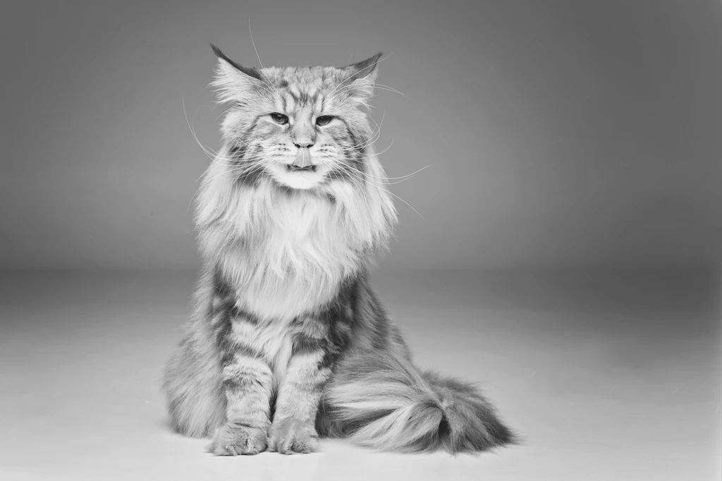 MainecCoon to jeden z największych kotów. Wyróżnia się swoim niezwykłym wyglądem, między innymi ze względu na bardzo obfite futro. Choć koty tej rasy z pozoru mogą wydawać się nieco przerażające, po bliższym poznaniu okazują się radosnymi i przyjaźnie nastawionymi do otoczenia futrzakami. Te piękne kocie olbrzymy są również niesamowicie inteligentne. MainecCoon to jeden z największych kotów. Wyróżnia się swoim niezwykłym wyglądem, między innymi ze względu na bardzo obfite futro. Choć koty tej rasy z pozoru mogą wydawać się nieco przerażające, po bliższym poznaniu okazują się radosnymi i przyjaźnie nastawionymi do otoczenia futrzakami. Te piękne kocie olbrzymy są również niesamowicie inteligentne.