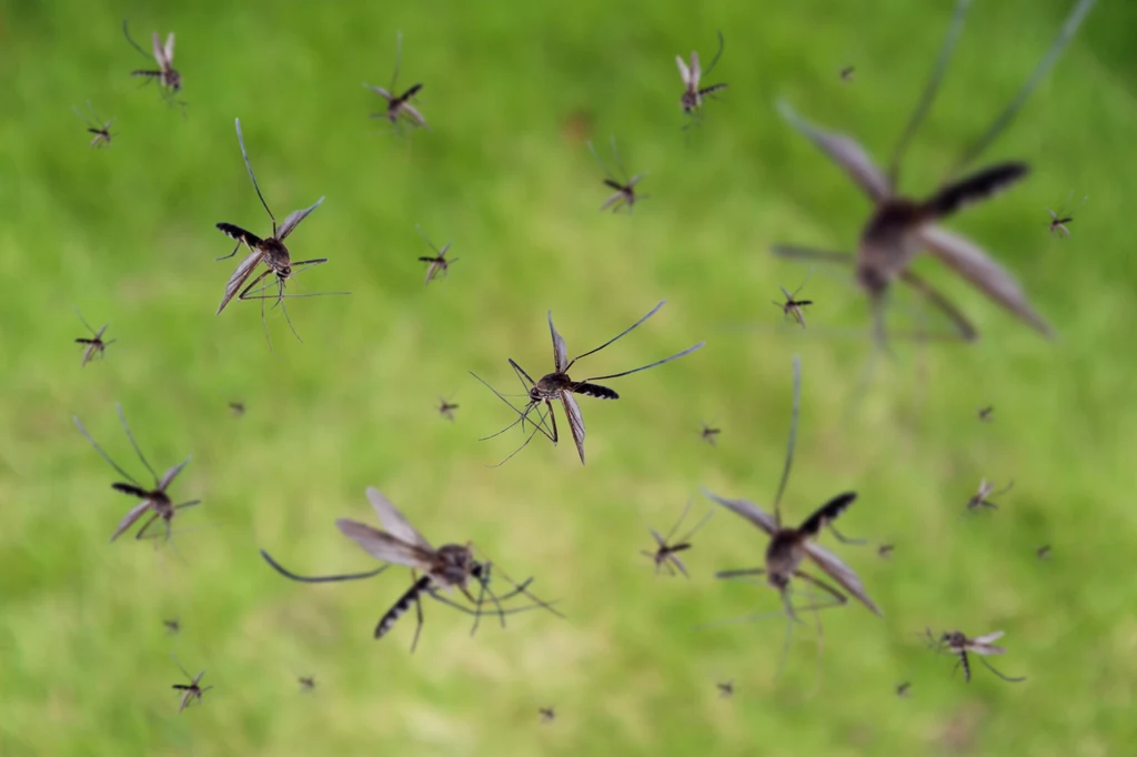 Ciepłe zimy są przyjemne, ale mają swoje konsekwencje - konsekwencją braku mrozu są np. plagi komarów w lecie