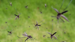 Chemia na komary i kleszcze? Powinniśmy raczej wspierać ptaki