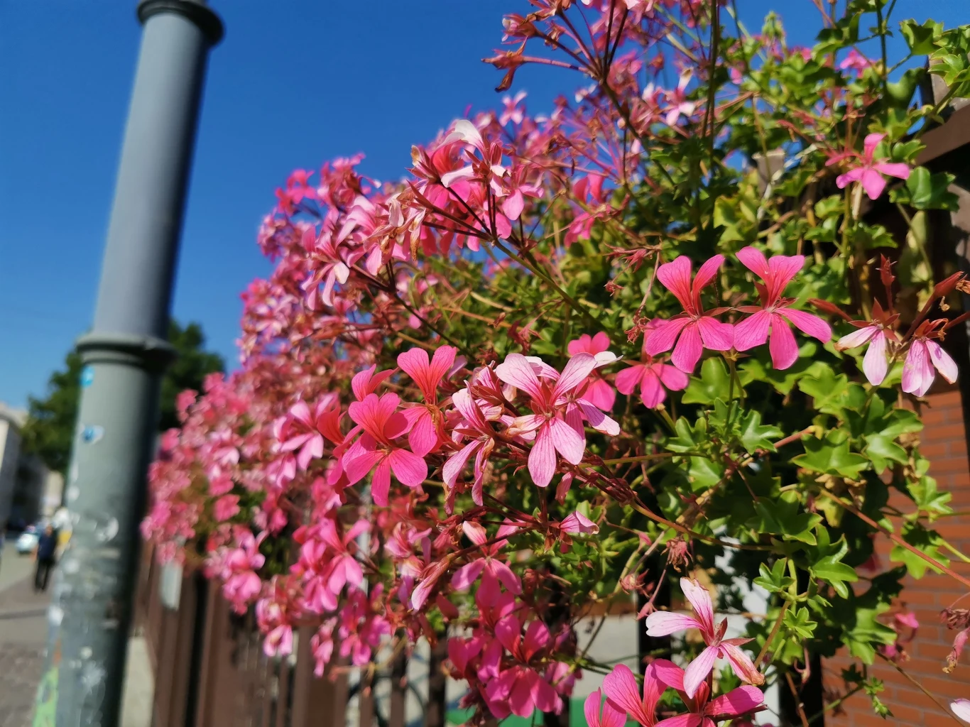 Honor 20 Pro - przykładowe zdjęcie Honor 20 Pro - przykładowe zdjęcie