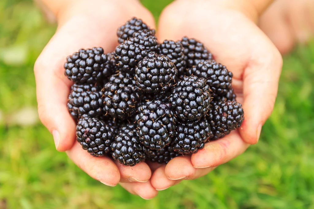 Świeże jeżyny nadadzą wybornego smaku nalewce