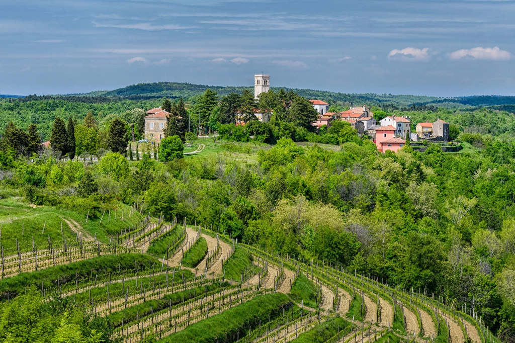 Istria nazywana jest chorwacką Toskanię, ale z Polski jest tutaj znacznie bliżej. Istria nazywana jest chorwacką Toskanię, ale z Polski jest tutaj znacznie bliżej.
