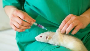 Przełomowy implant rdzenia kręgowego. Pomoże sparaliżowanym stanąć na nogi