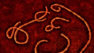 Wreszcie udało się stworzyć lek na wirusa Ebola