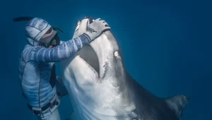 Niesamowite! Zaklinanie rekina tygrysiego pod wodą Oceanu Spokojnego 