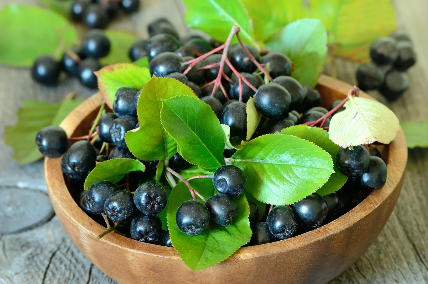 Aronia jest uznawana za super owoc Aronia jest uznawana za super owoc