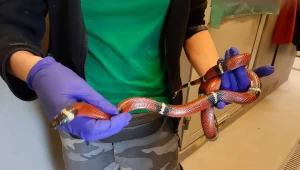 Wąż znaleziony na Służewcu