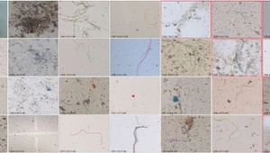 Mikroplastiki zagrożeniem dla ludzkości