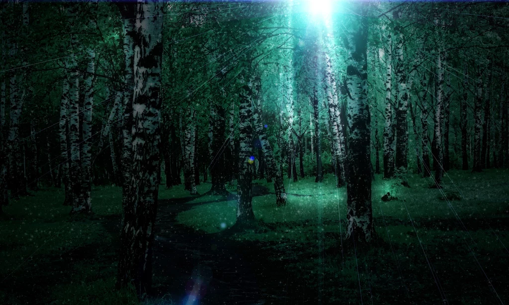 Wartownicy dostrzegli w lesie dziwne światło...