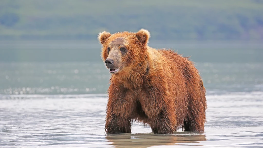 Niedźwiedź grizzly wyciąnął muzyka w obozowiska i zaciągnął do lasu