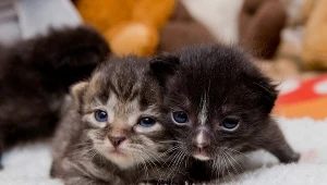 Wielka akcja adopcji kotów! 