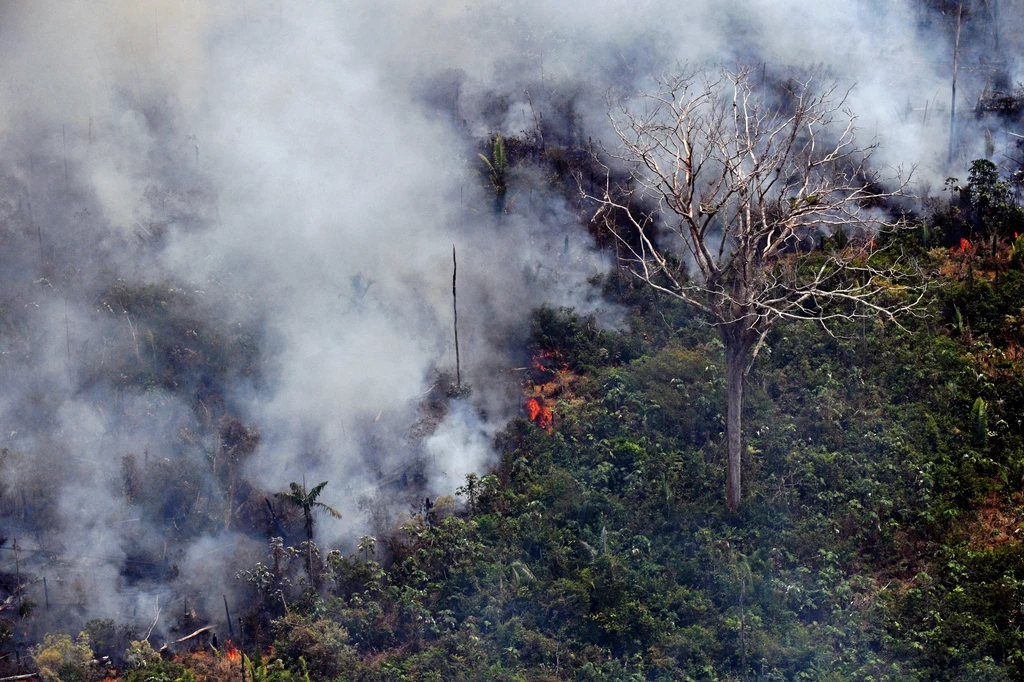 Lasy Amazonii są wypalane i wycinane, by zrobić miejsce pod pastwiska i uprawy soi