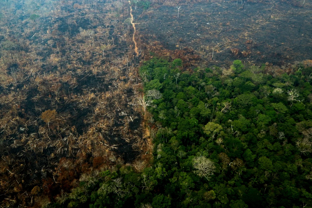 Prezydent Jair Bolsonaro jest przez ekologów i opozycję oskarżany, że przyzwolił rolnikom i dużym przedsiębiorstwom na wyjątkowo dużą wycinkę lasów i ich wypalanie.