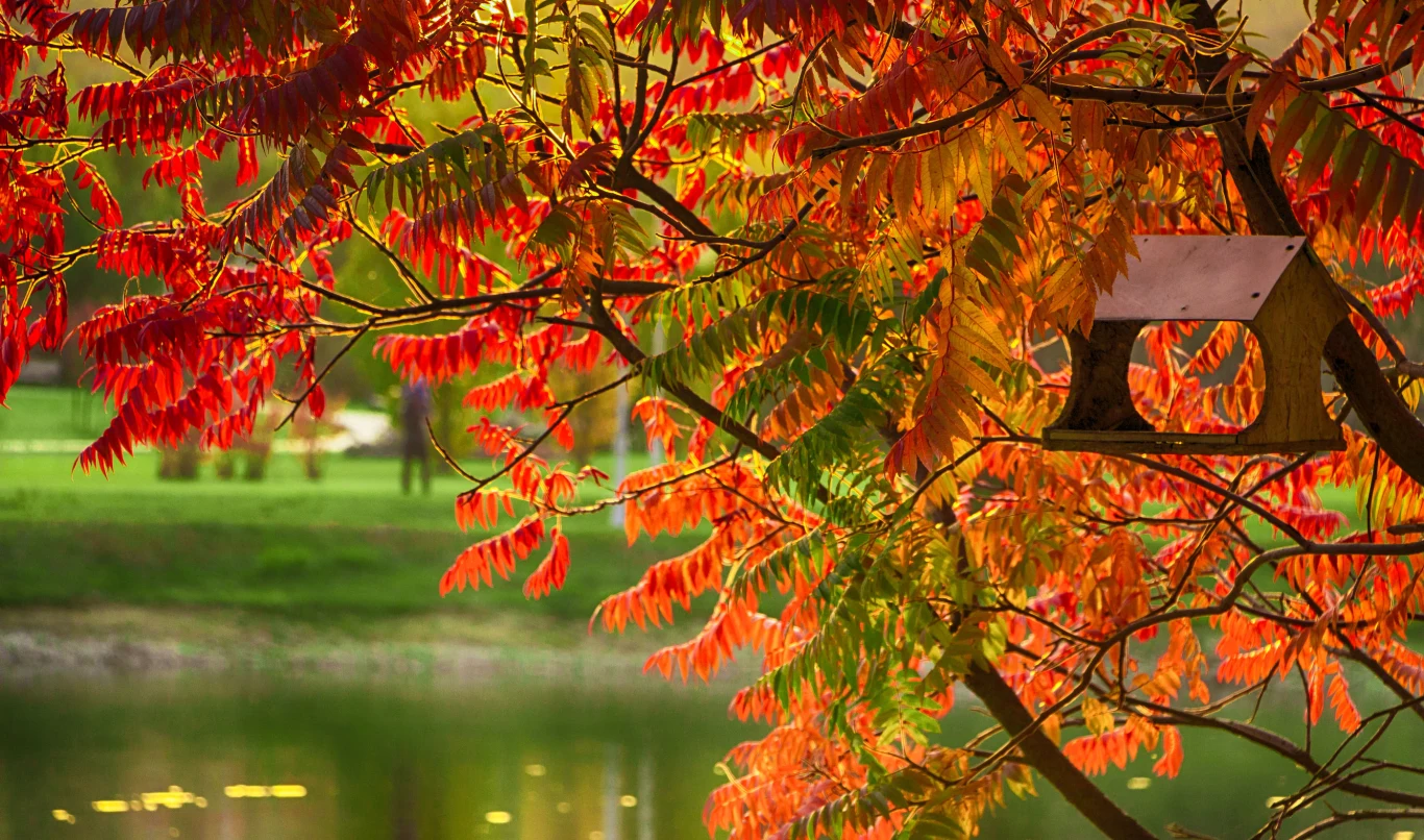 Latem i wiosną liście sumaka są zielone. Jesienią przyjmują piękne głębokie barwy