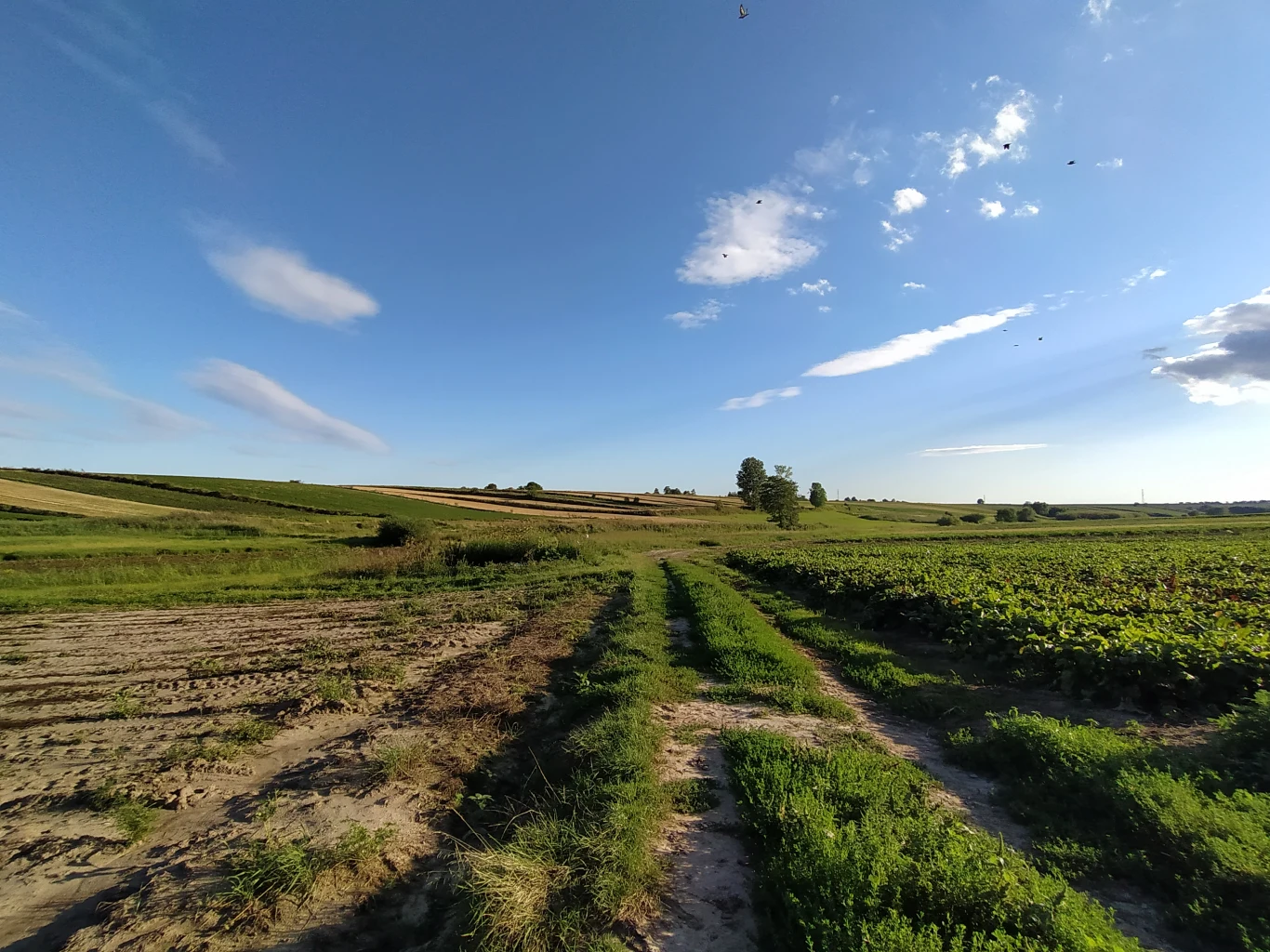 Przykładowe zdjęcie wykonane Xiaomi Mi A3