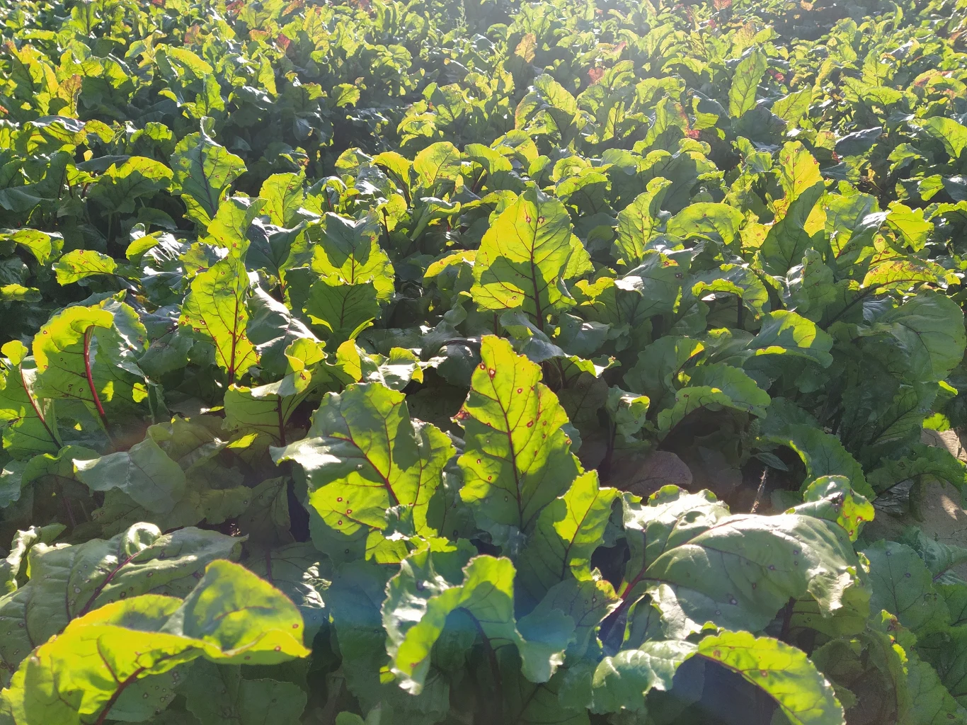 Przykładowe zdjęcie wykonane Xiaomi Mi A3