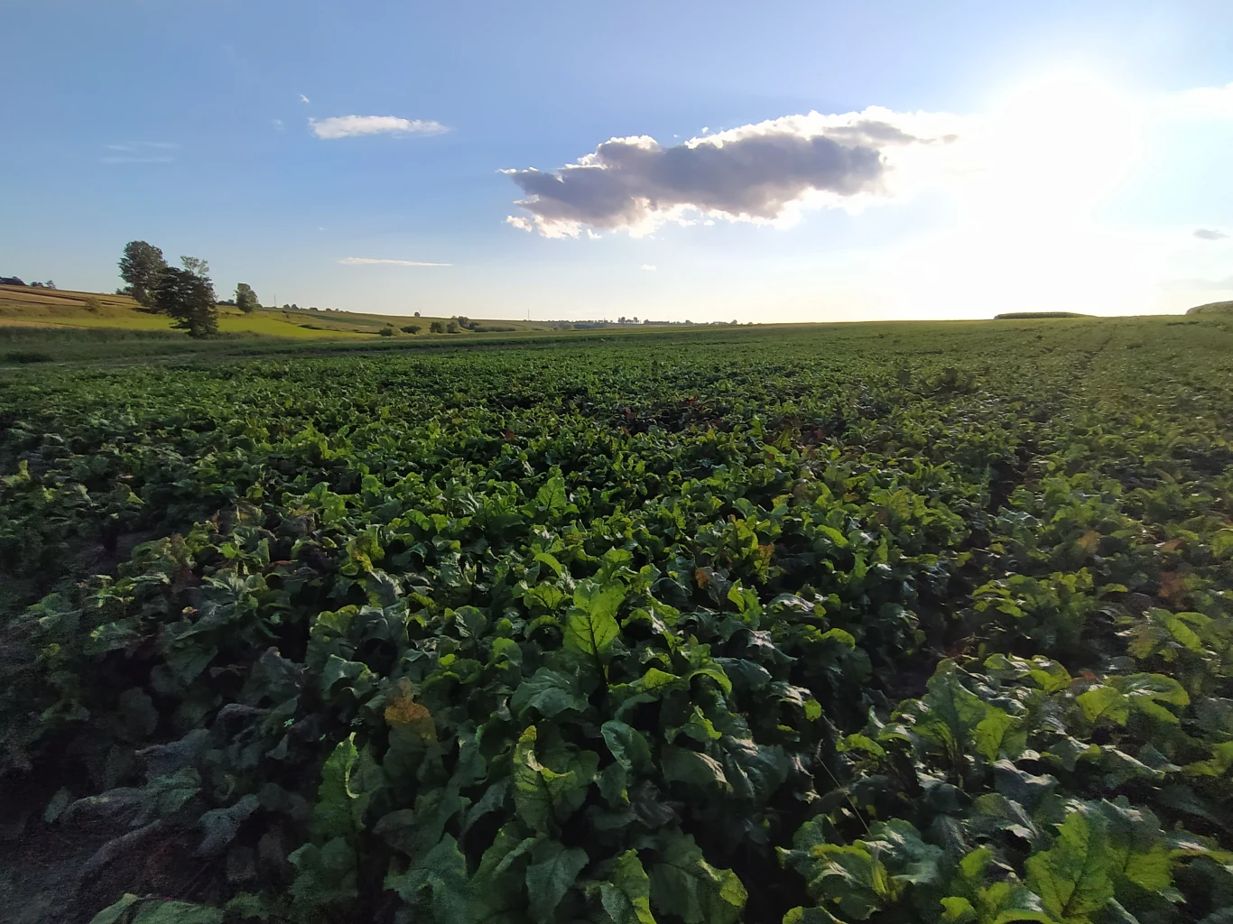 Przykładowe zdjęcie wykonane Xiaomi Mi A3