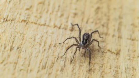 Jak pozbyć się pająków z domu?