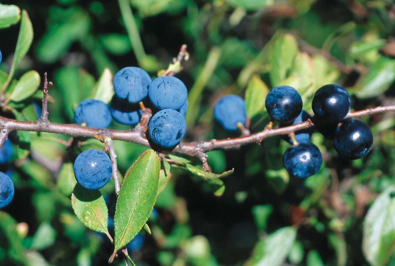 Nie zapomnij o pielęgnacji śliwek po zebraniu owoców
