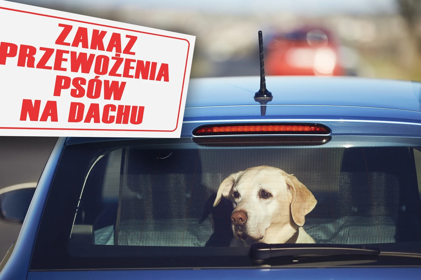 Psów na dachu wozić nie wolno... Psów na dachu wozić nie wolno...
