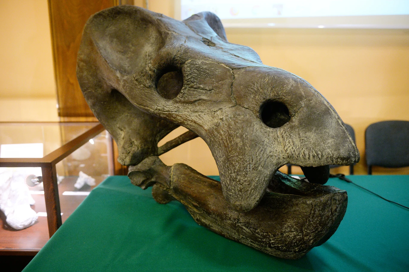 Odkrycie śląskiego dicynodonta było przełomem dla polskich paleontologów