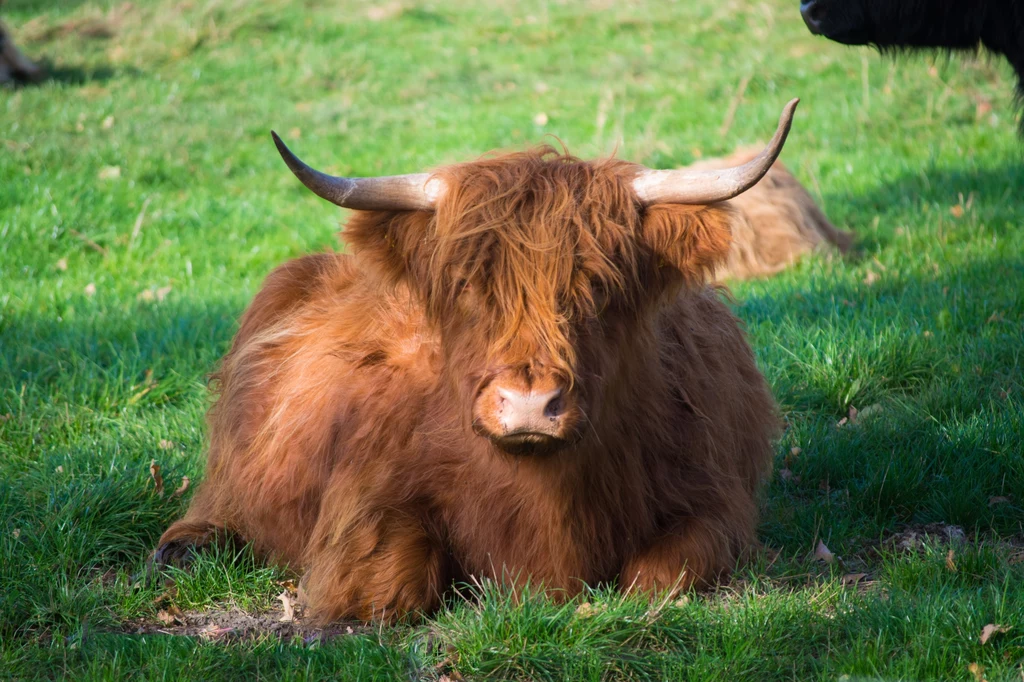 Krowy Scottish Highlander pasą się tu swobodnie. Są towarzyskie