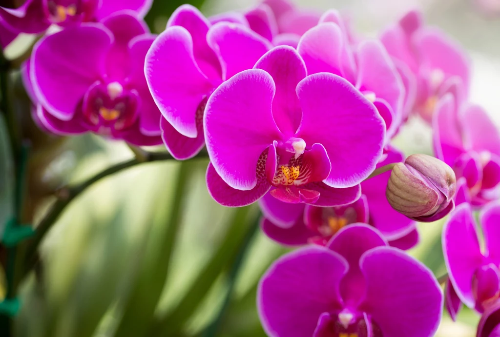 Phalaenopsis