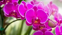 Phalaenopsis to najbardziej popularna odmiana. Można ja zobaczyć w wielu domach. Są dość proste w uprawie, a kwiaty pojawiają się w ciągu całego roku.