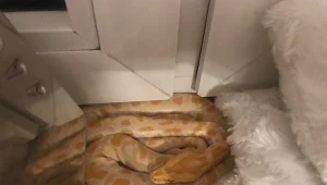 Pyton tygrysi w Oświęcimiu