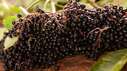 Owoce czarnego bzu mają właściwości przeciwzapalne i antywirusowe