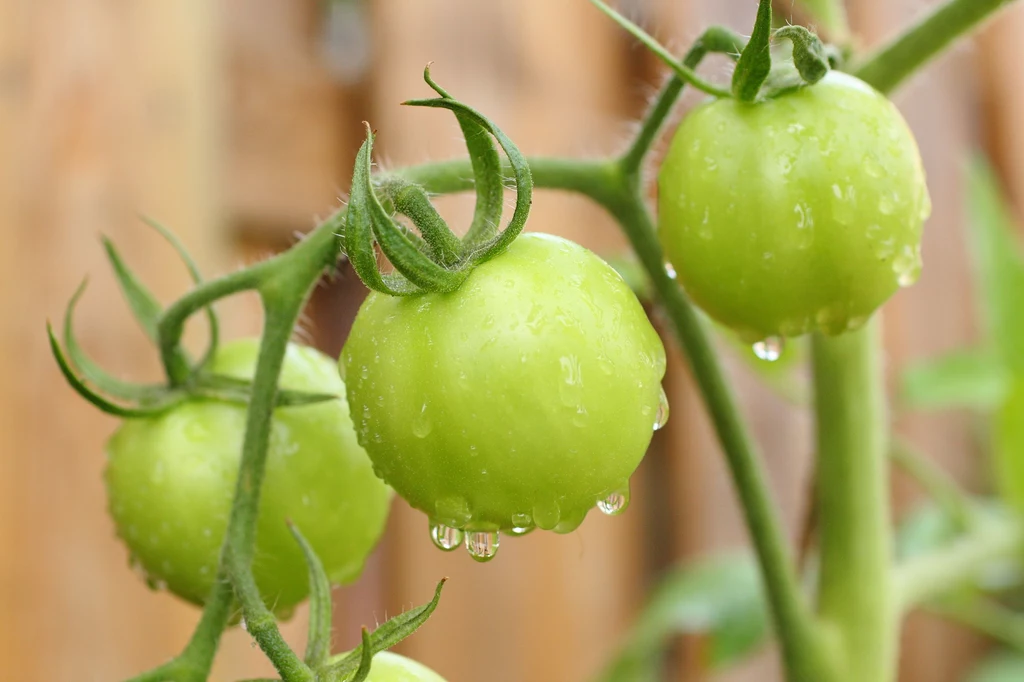 Zielone pomidory powinno się jeść w niewielkich ilościach