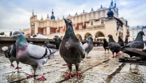 Kara za dokarmianie ptaków. Kiedy możesz narazić się nieprzyjemności?