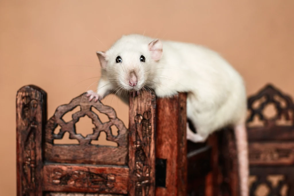 Liczne badania potwierdzają wysoką inteligencję szczurów