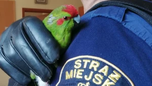 Aleksandretta obrożna to gatunek średniego ptaka z rodziny papug wschodnich