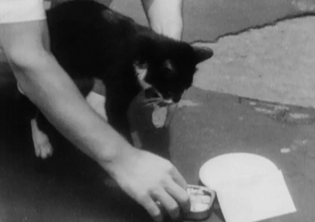 Mimo starań lekarzy weterynarii Królewskiego Korpusu Medycznego, Simon zmarł po czterech miesiącach rekonwalescencji w Royal Navy Hospital, 28 października 1949 roku, w wyniku infekcji. Miał wówczas zaledwie dwa lata. W jego pogrzebie uczestniczyły tysiące Brytyjczyków. Pochowano go z honorami wojskowymi na Ilford Animal Cemetery w Londynie. Później marynarze wielokrotnie podkreślali, że Simon uratował nie tylko ich życie, ale i okręt. Pośmiertnie został odznaczony, jako jedyny kot w historii, Medalem Dickina i Blue Cross Medal, przyznawanym zwierzętom, a także „ludzkim” Yangtze Naval General Service Medal. Sławek Zagórski