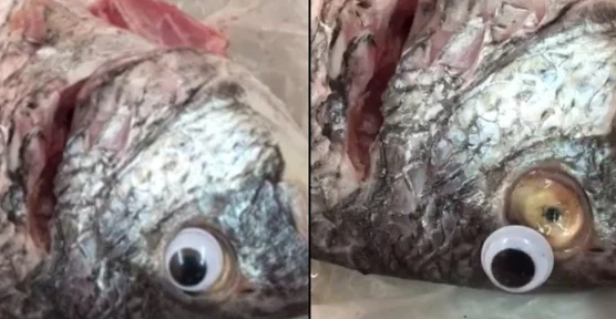 Pomysłowe oszustwo szybko wyszło na jaw Pomysłowe oszustwo szybko wyszło na jaw