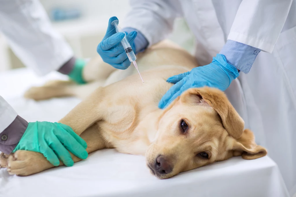 Do tej pory potwierdzono śmierć ok. 30 psów z objawami ostrego krwotocznego zapalenia żołądka i jelit