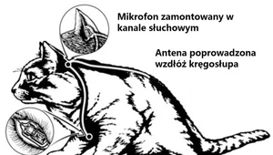 Zwierzęcy szpiedzy CIA. Kogo miały szpiegować koty?