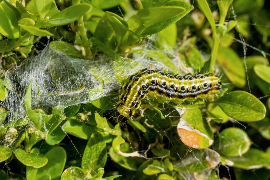 Cydalima perspectalis może dokonać sporych zniszczeń